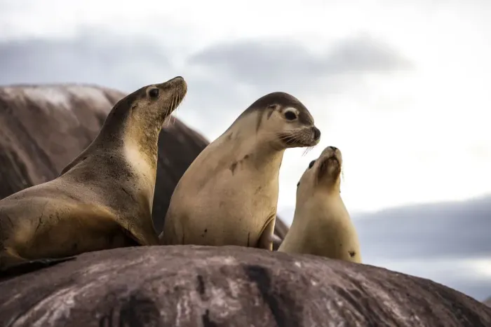 Framed Print : SA Seal of approval