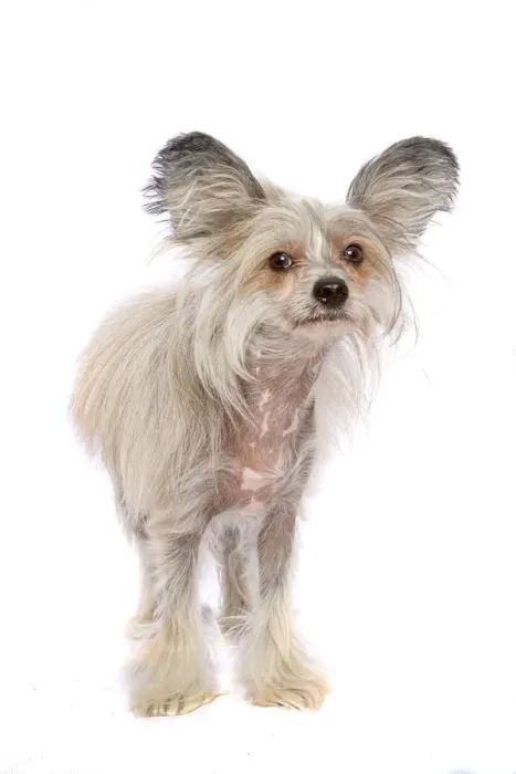 Framed Print : Sable and White Chinese Crested Dog looking at the camera on a white backdrop Framed Print : Sable and White Chinese Crested Dog looking at the camera on a white backdrop