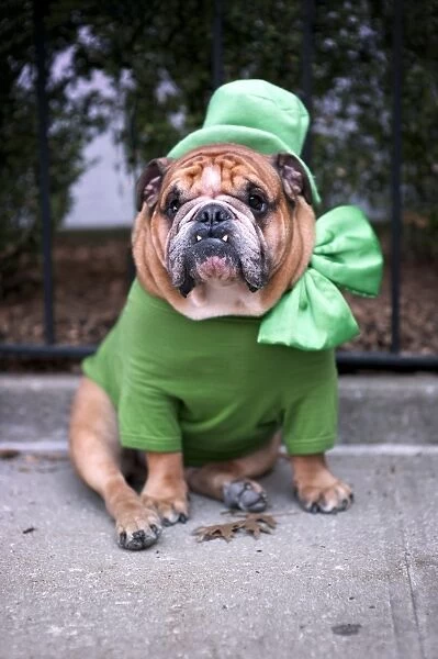 Saint Patricks Day Bulldog