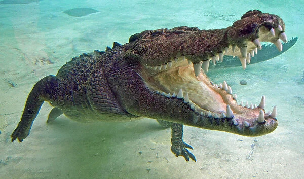 Salt Water (Estuarine) Crocodile