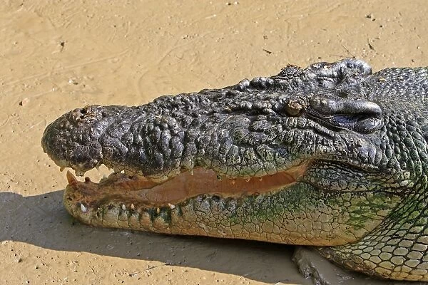 Saltwater crocodile or estuarine crocodile