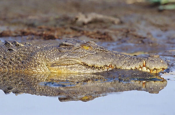 Saltwater Crocodile Lying in the Mud