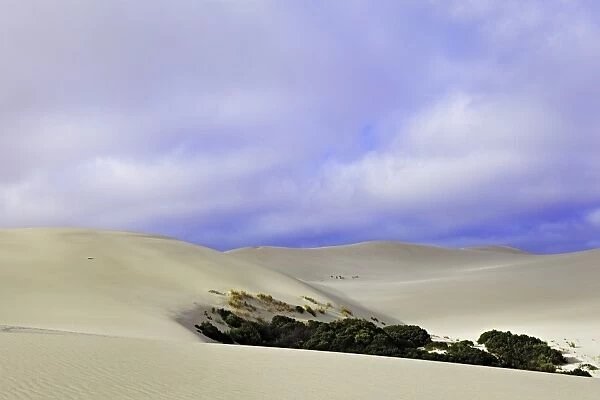 Sand Dune. Australian sand dune with bushes
