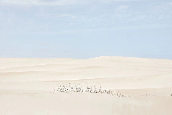 Sand dunes and stalks of dead plants. Coffin Bay. Eyre Peninsula. South Australia