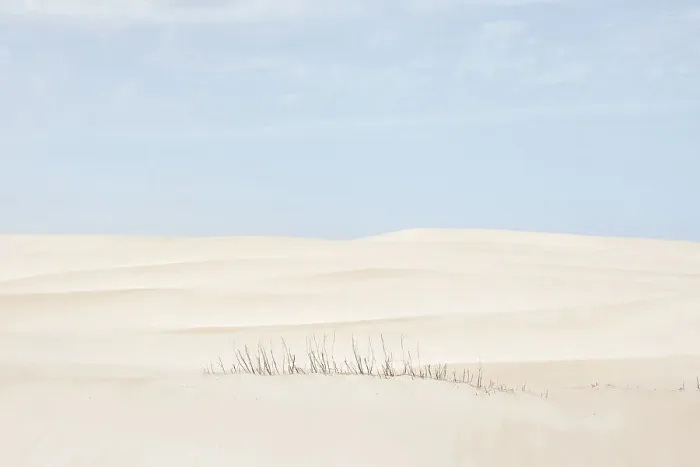 Framed Print : Sand dunes and stalks of dead plants. Coffin Bay. Eyre Peninsula. South Australia