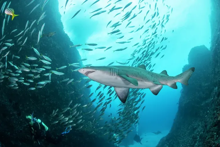 Framed Print : Sand tiger shark, or grey nurse shark, swimming amongst a large school of fish at the shallow entrance to Fish Rock Cave in South West Rocks, NSW, Australia