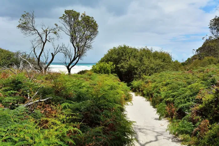 Framed Print : Sandy Path to the Beach, Squeaky Beach, Wilsons Promontory National Park, Victoria, Australia
