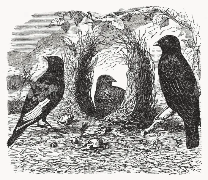 Framed Print : Satin bowerbird (Ptilonorhynchus violaceus), wood engraving, published in 1893