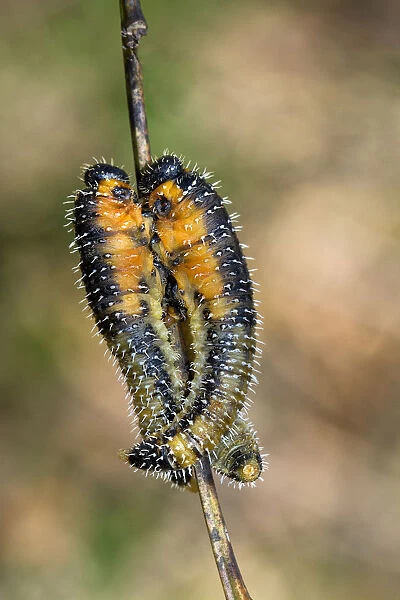 Sawfly Larvae, also known as Spitfires