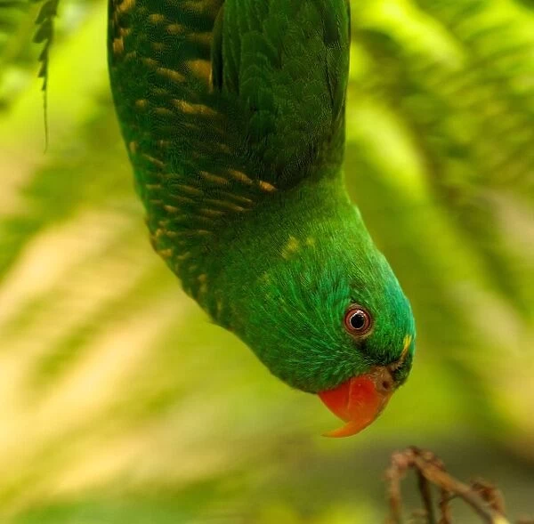 Scaly-breasted lorikeet