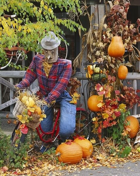 Scarecrow Riding a Bicycle in yard decorated for autumn