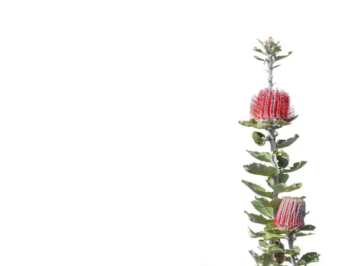 Framed Print : Scarlet banksia Framed Print : Scarlet banksia