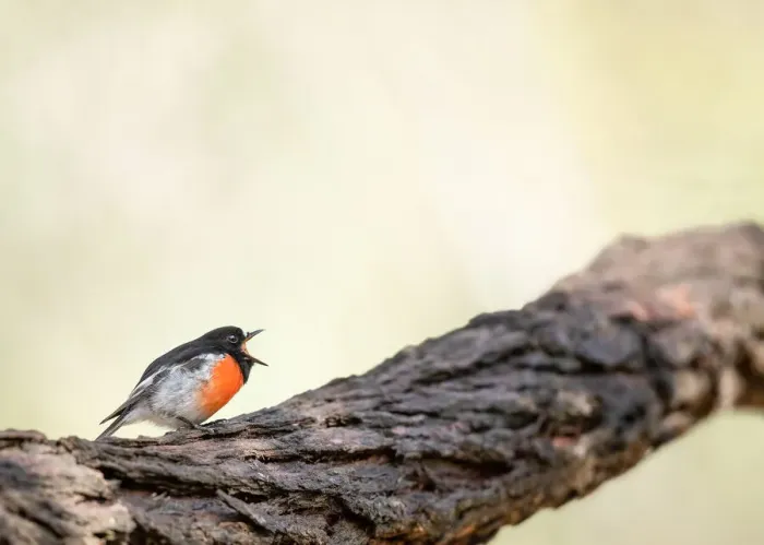 Framed Print : Scarlet Robin call Framed Print : Scarlet Robin call
