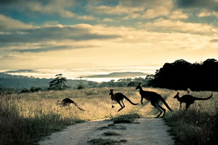 Framed Print : Scattering rays, roos and rosella