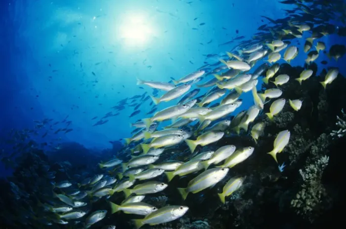 Framed Print : School of bigeye snapper (Lutjanus lutjanus), underwater view