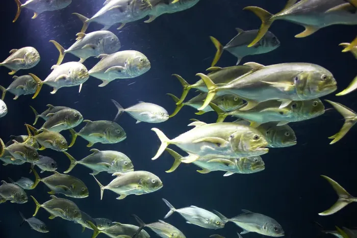 Framed Print : school of dolphin fish swim in ocean