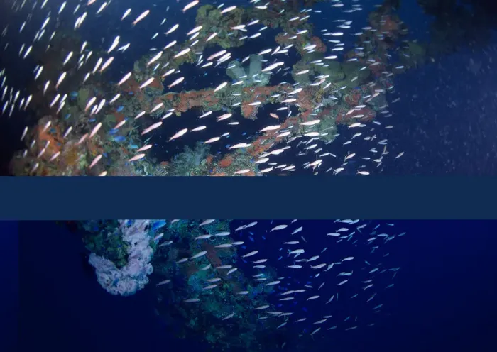 Framed Print : School of Fish Framed Print : School of Fish