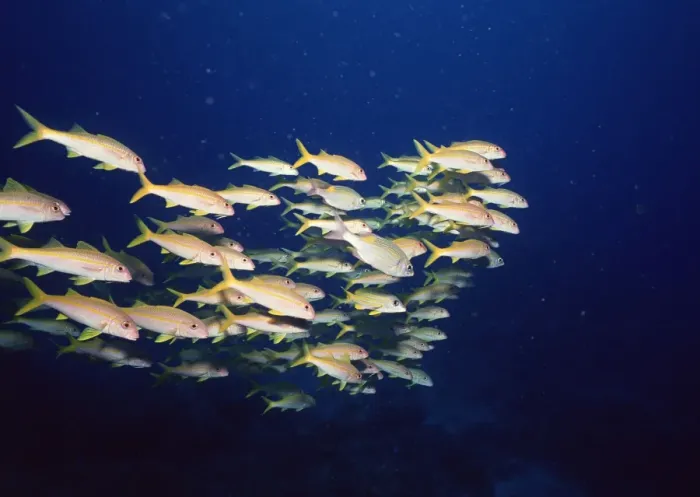 Framed Print : School of Fish