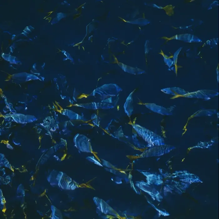 Framed Print : School of fish at the Great Barrier Reef