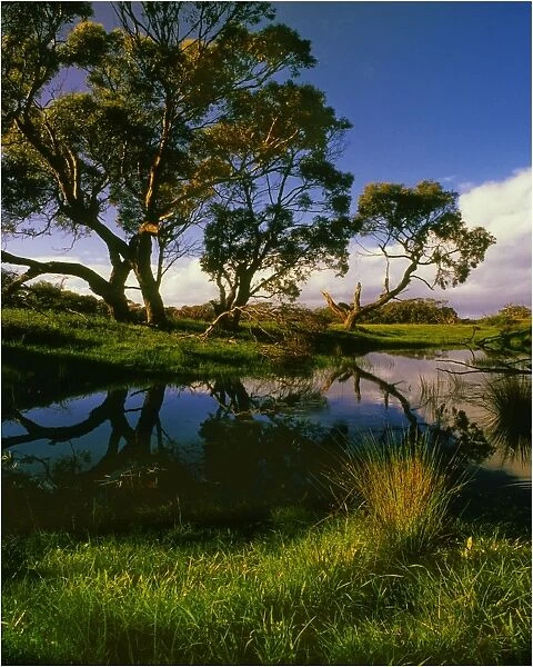 Screw Creek, Inverloch, Victoria, Australia