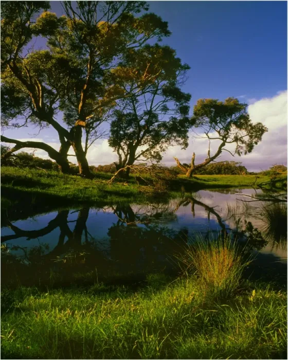 Framed Print : Screw Creek, Inverloch, Victoria, Australia Framed Print : Screw Creek, Inverloch, Victoria, Australia