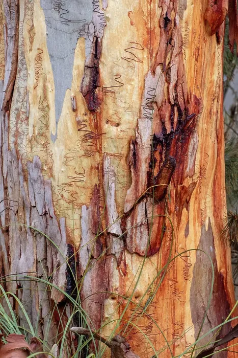 Framed Print : Scribbly Gum trunk Framed Print : Scribbly Gum trunk