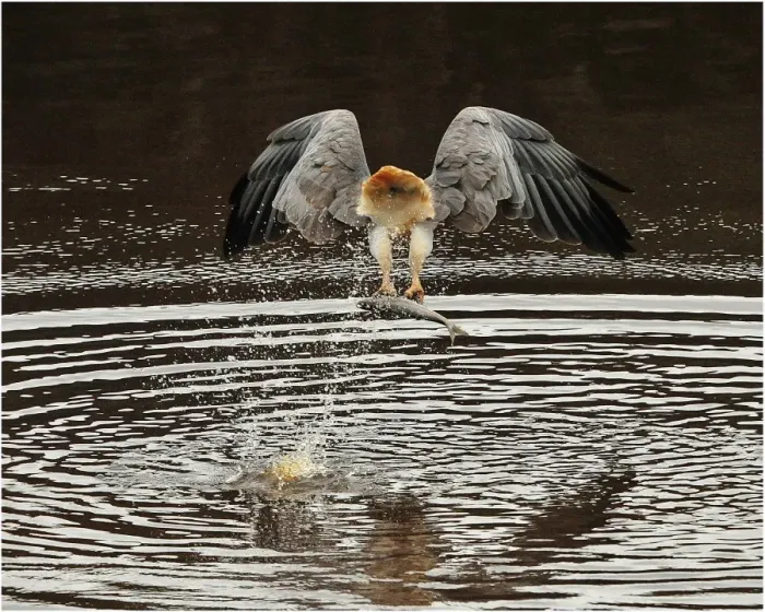 Framed Print : Sea Eagle fishing in river