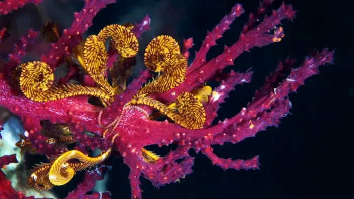 Framed Print : Sea lily - Crinoid Framed Print : Sea lily - Crinoid