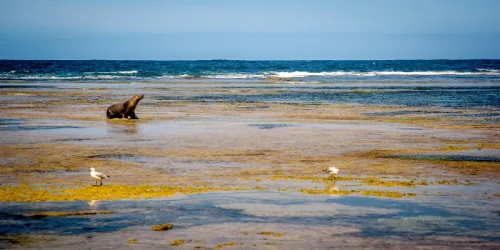 Framed Print : Sea lion at Baird Bay in Eyre Peninsula, South Australia