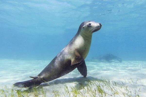 Sea lion. Bairds Bay. South Australia