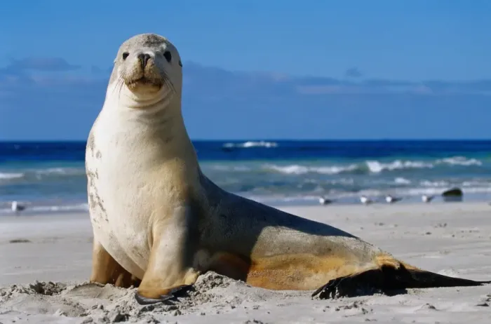 Framed Print : Sea Lion, Seal Bay Framed Print : Sea Lion, Seal Bay
