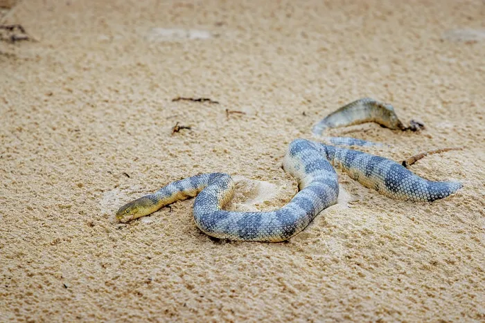 Framed Print : Sea snake. A close up of a sea snake on a Queensland beach