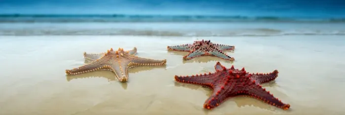Framed Print : Sea Star. Starfish or sea stars are echinoderms belonging to the class Asteroidea