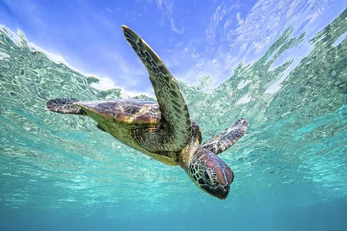 Framed Print : Sea Turtle Framed Print : Sea Turtle