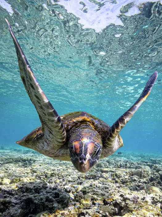 Framed Print : Sea Turtle Framed Print : Sea Turtle