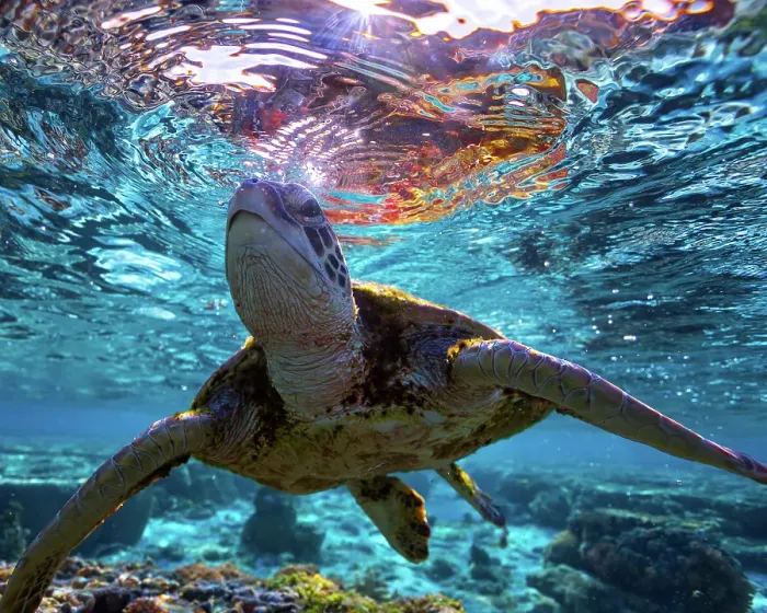 Framed Print : Sea Turtle Framed Print : Sea Turtle