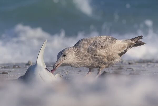 Seagull eating a dead shark on Florida beach