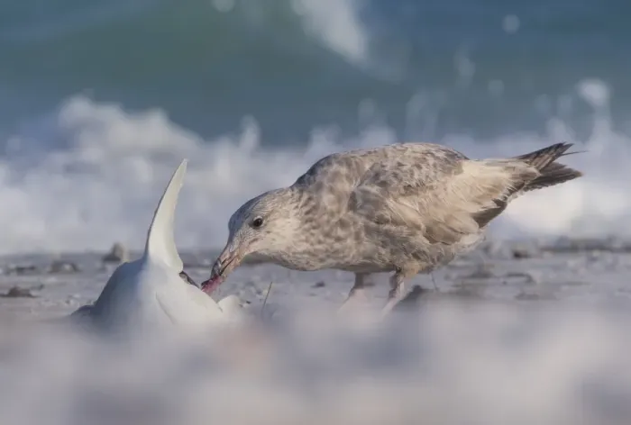 Framed Print : Seagull eating a dead shark on Florida beach