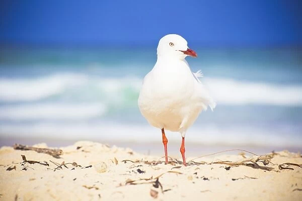 Seagull in front of the ocean