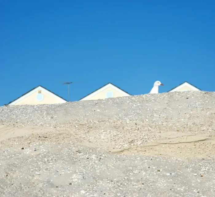 Framed Print : Seagull and sand dune Framed Print : Seagull and sand dune