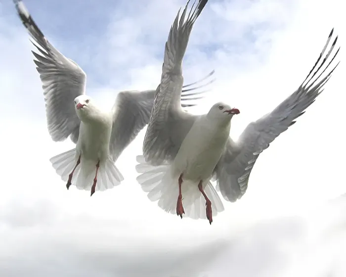Framed Print : Seagulls in flight in sky at Mount Maunganui beach, Tauranga. New Zealand