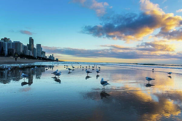 Seagulls on the beach of Gold Coast, Australia, with skyscrapers