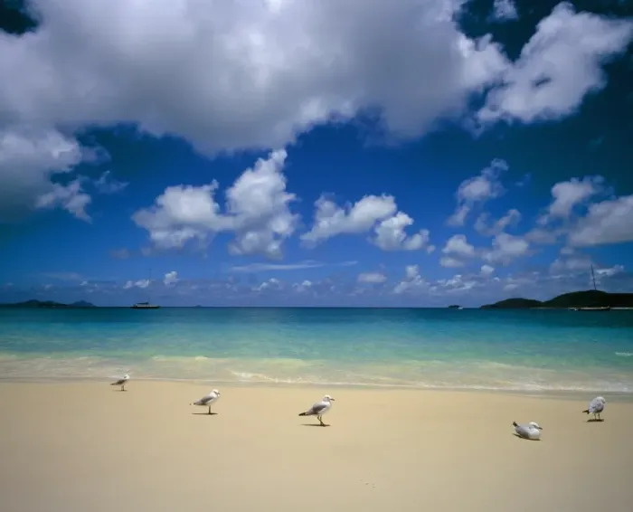Framed Print : Seagulls on an idyllic beach, Australia