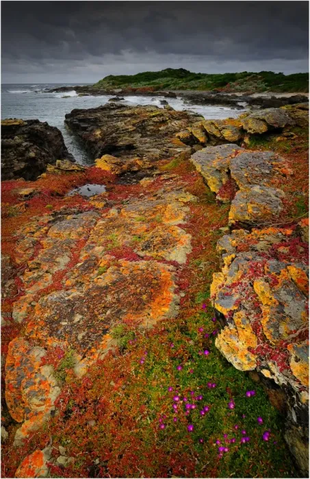 Framed Print : Seal bay and the coastline in the south of King Island, Bass Strait, Tasmania, Australia