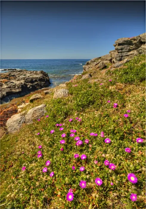Framed Print : Seal Point, King Island, Bass Strait, Tasmania, Australia