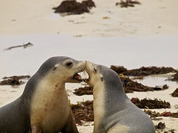 Sealions playing on beach
