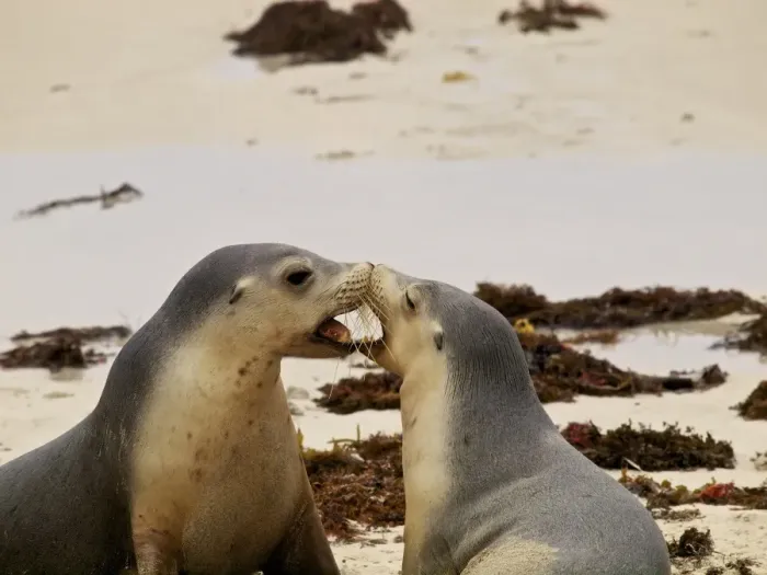 Framed Print : Sealions playing on beach Framed Print : Sealions playing on beach