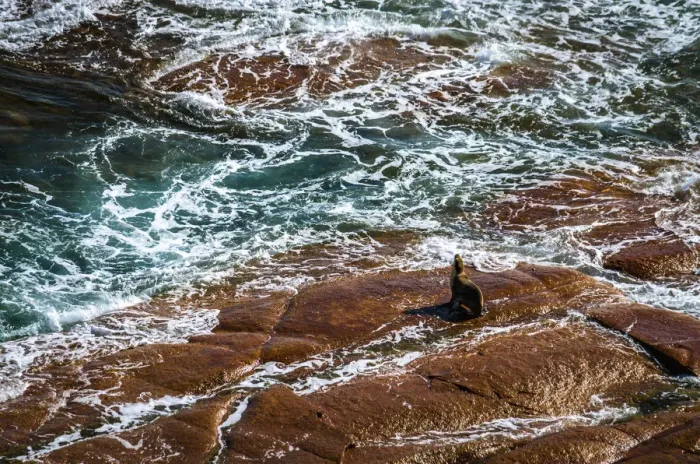 Framed Print : Sealions at Point Labatt at Eyre Peninsula, South Australia Framed Print : Sealions at Point Labatt at Eyre Peninsula, South Australia