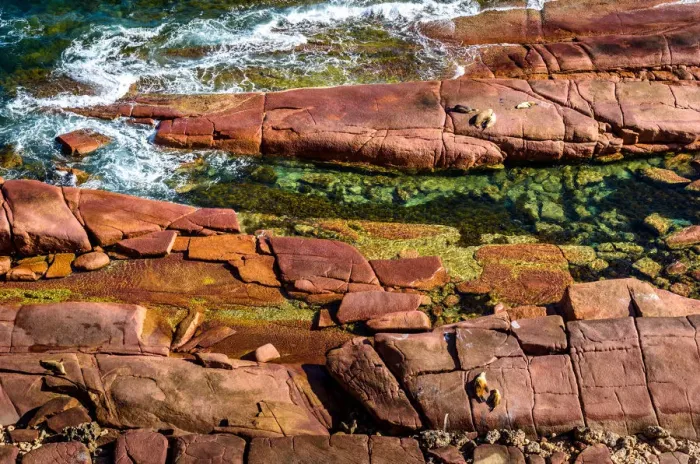 Framed Print : Sealions at Point Labatt at Eyre Peninsula, South Australia Framed Print : Sealions at Point Labatt at Eyre Peninsula, South Australia