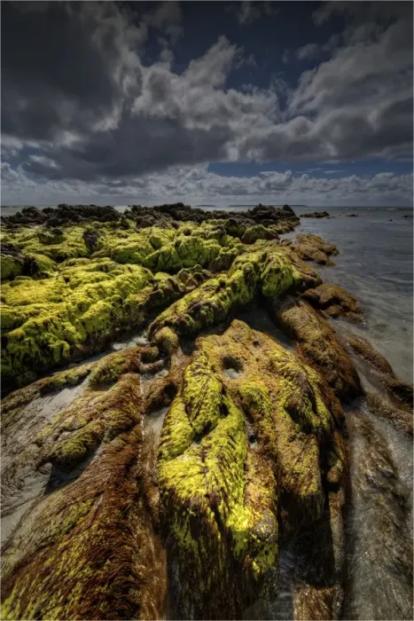 Framed Print : Seaweed on the coastline of King Island, Bass Strait, Tasmania, Australia